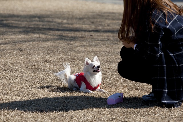 강아지